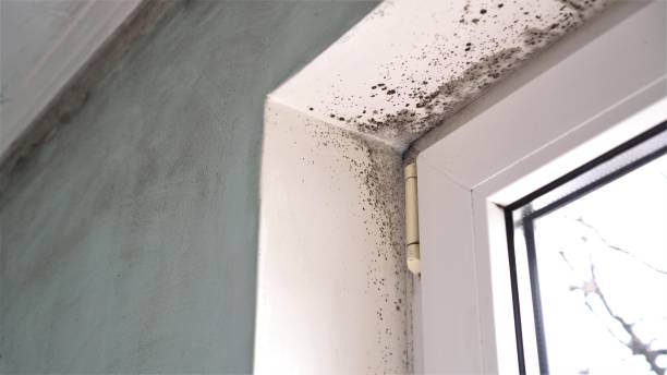 Environmental Consulting for Mold Prevention in Redan, GA